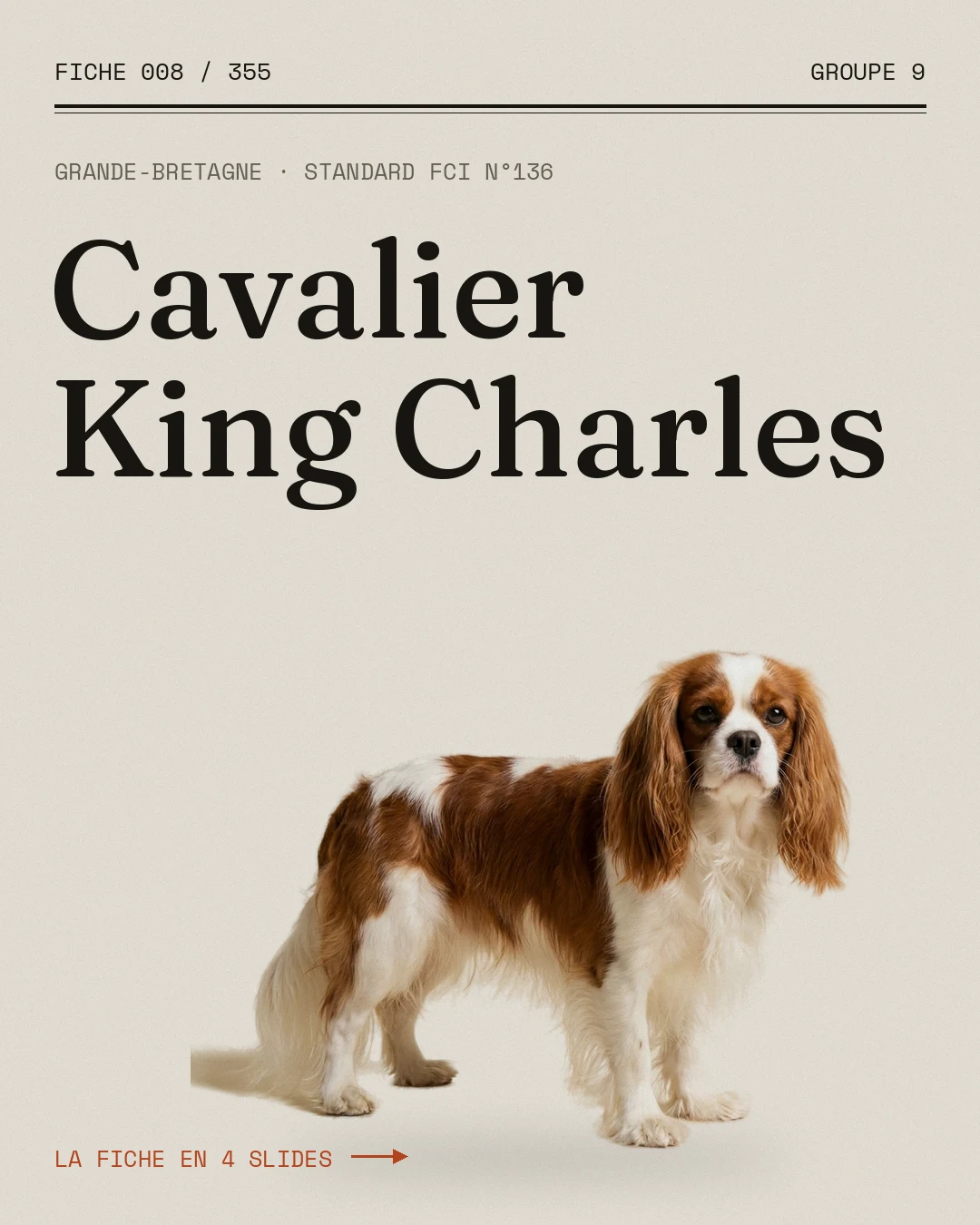 Couverture de carrousel Instagram Le Poil : fiche du cavalier king charles
