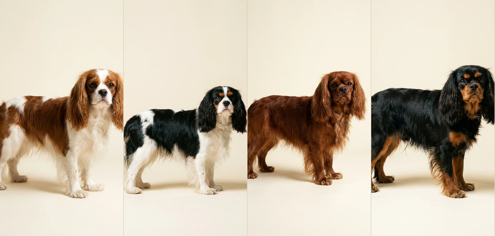 Les quatre robes du cavalier king charles sur Le Poil : blenheim, tricolore, ruby, noir et feu